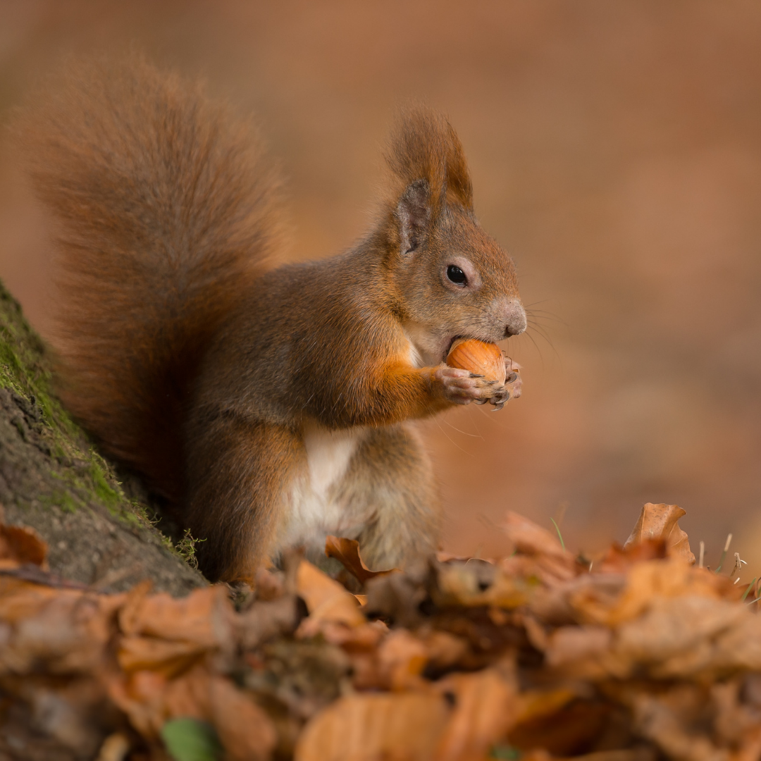 A red squirrel - Why red squirrels were in trouble.