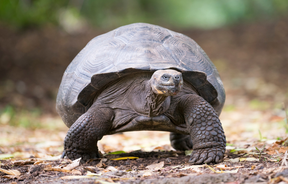 The Galápagos Islands