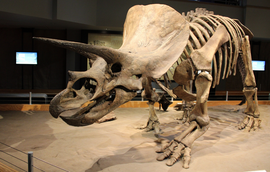 Triceratops: a kids’ guide to the famous three-horned dinosaur