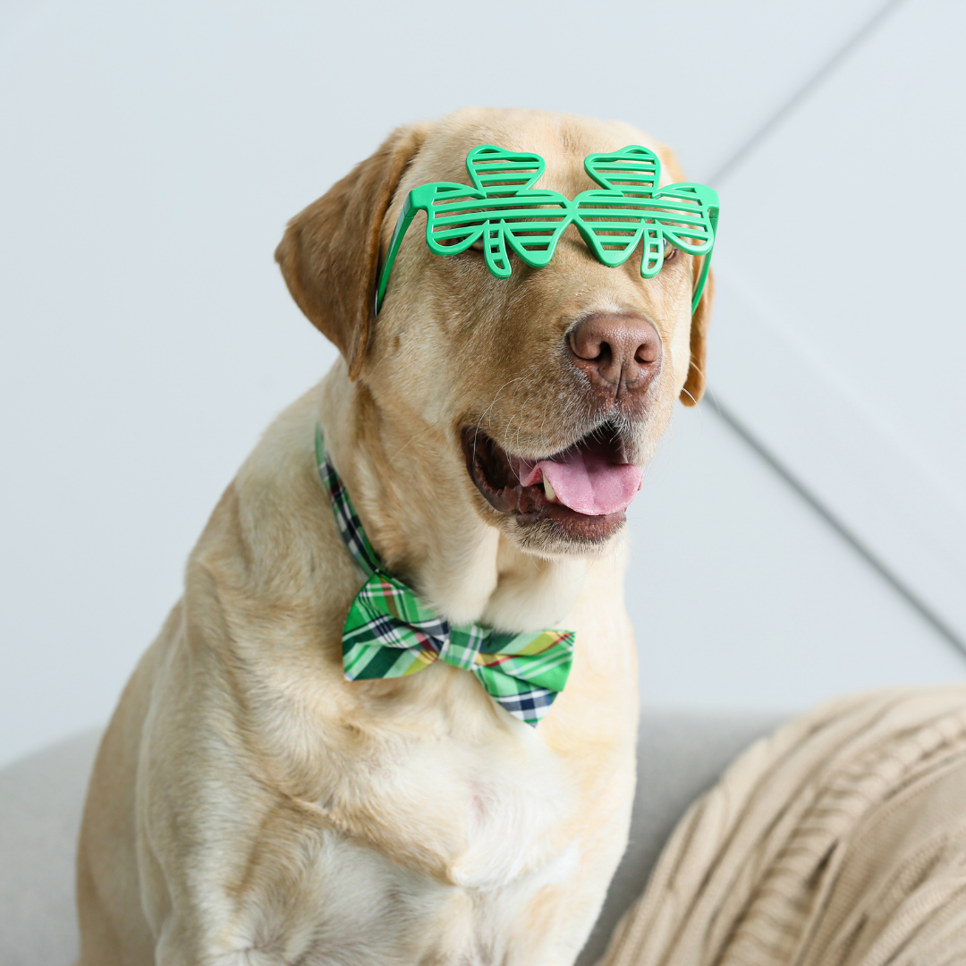 A dog wearing shamrock glasses and a green bow - Celebrating St. Patrick’s Day