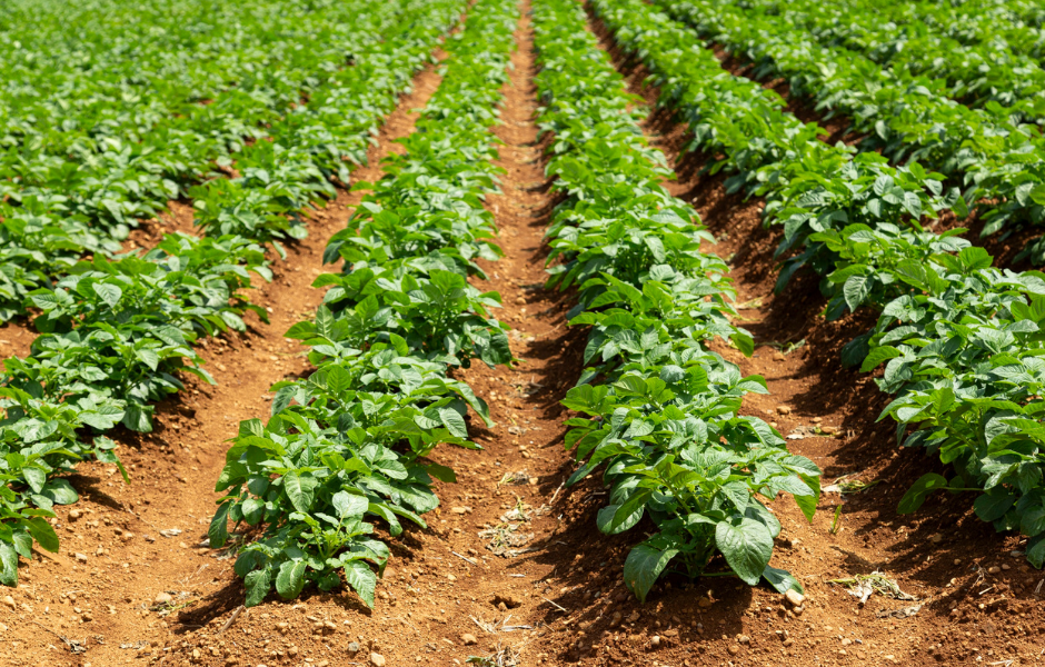 Potato field - Children's English news article