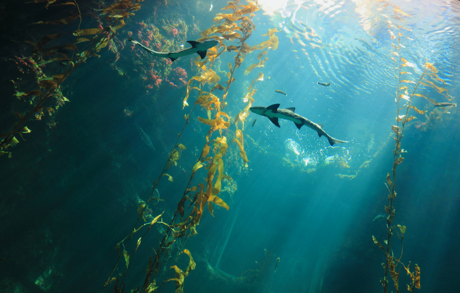 The deep ocean