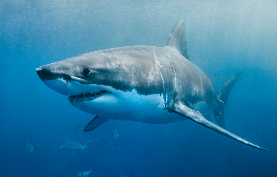Great white shark spotted in the Mediterranean Sea