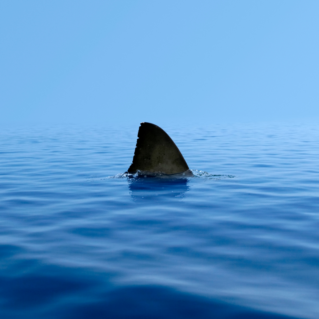 Great white shark spotted in the Mediterranean Sea