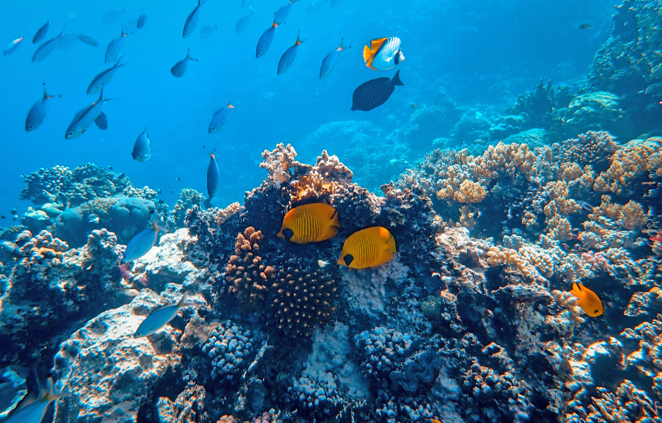 The ocean with fish and coral