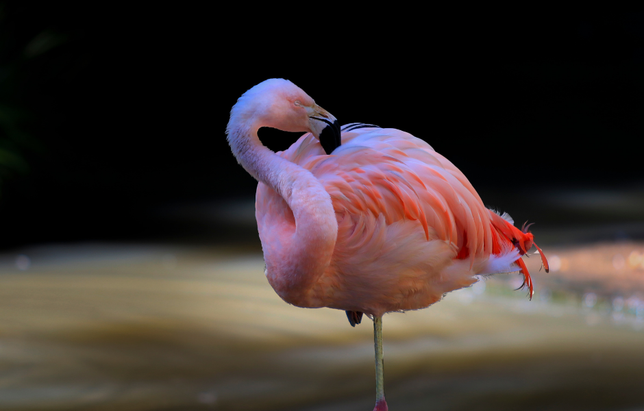 A flamingos stand on one leg