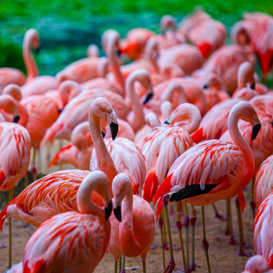 Lots of flamingos 